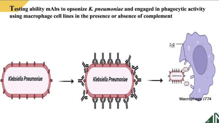 Research developments in clinical microbiology