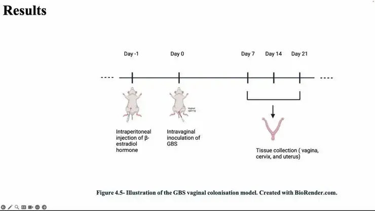 Group B Streptococcus Infections